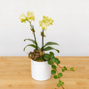 Mini Orchid Garden