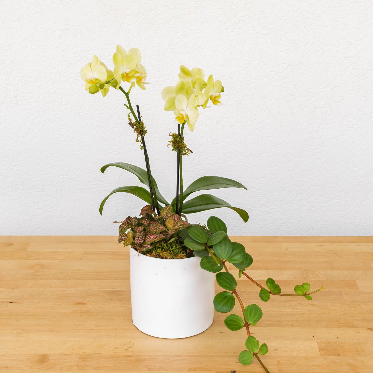Mini Orchid Garden
