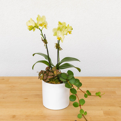 Mini Orchid Garden