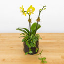 Mini Orchid Garden
