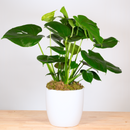 Monstera