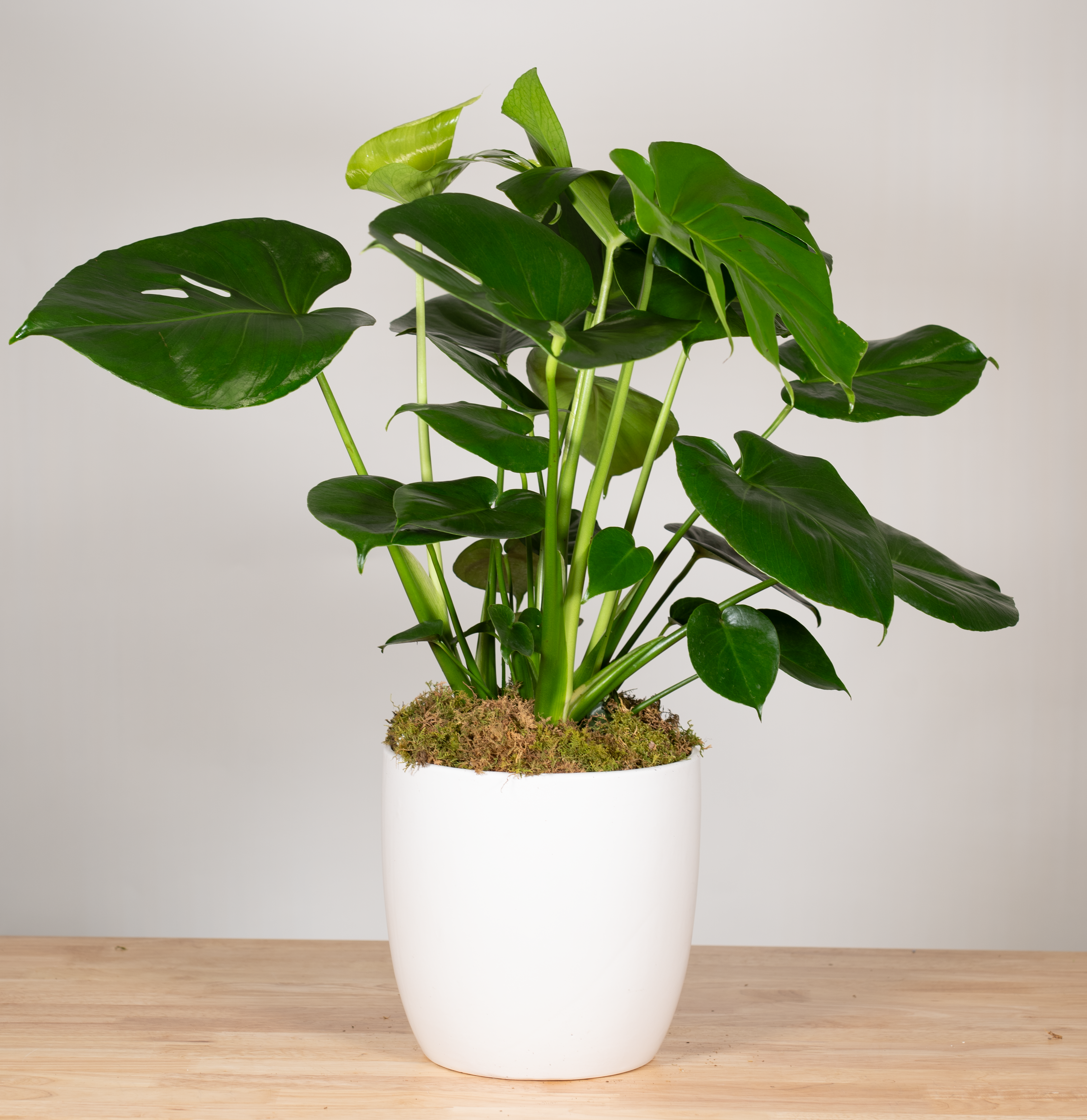Monstera