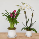 Heirloom Series: Blooming Plant in 7" Juliska Berry & Thread Planter