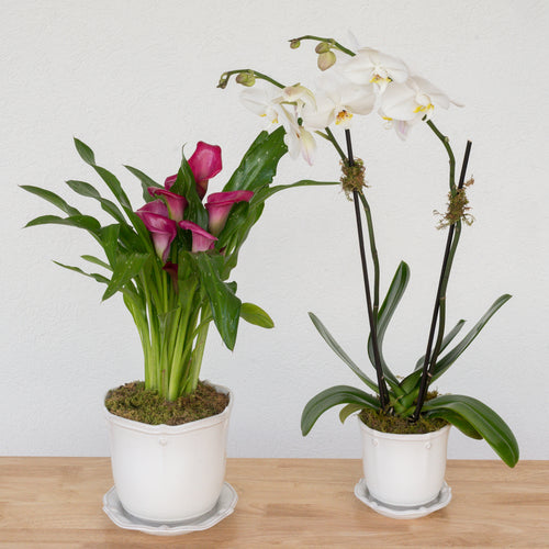 Heirloom Series: Blooming Plant in 7" Juliska Berry & Thread Planter