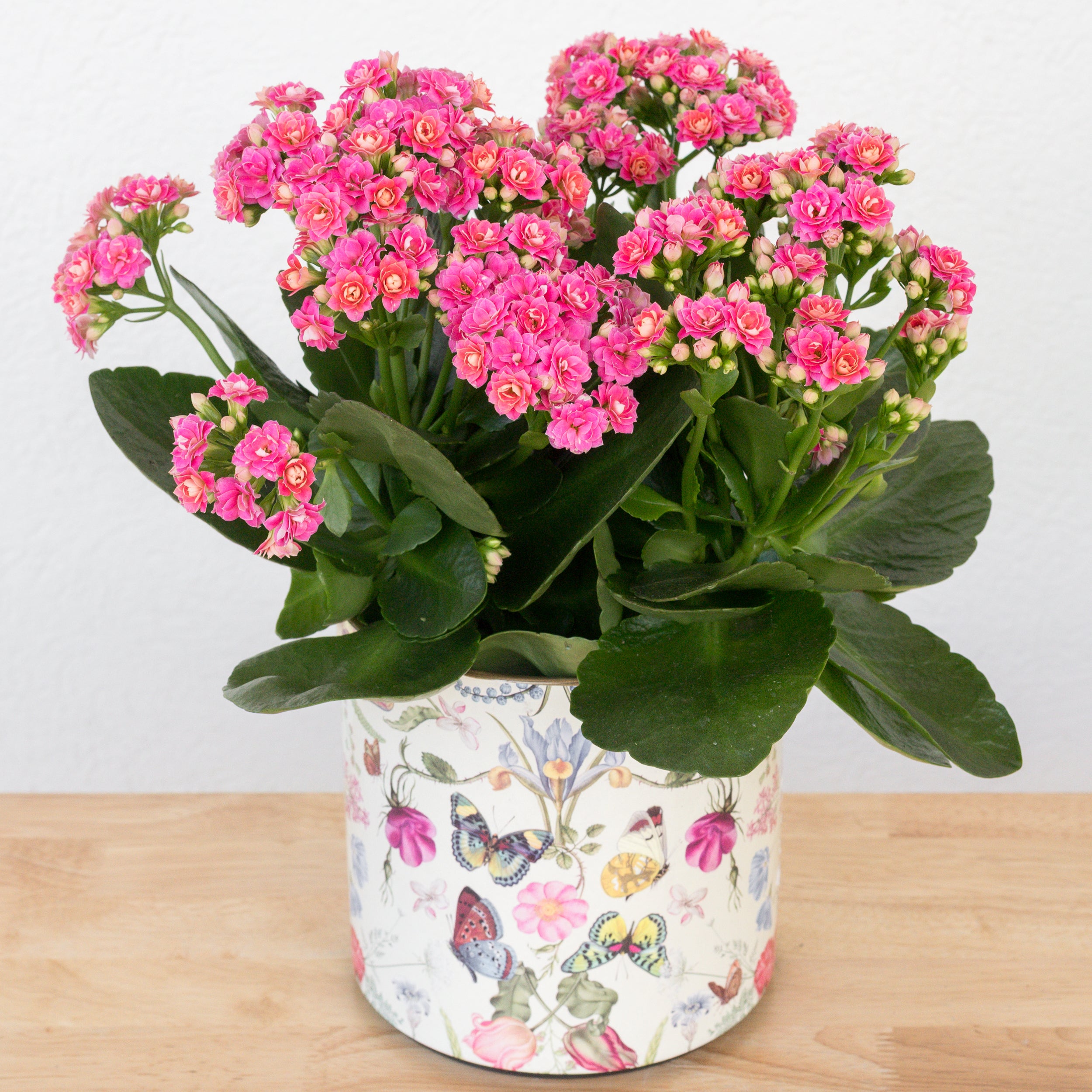 Heirloom Series: Blooming Plant in 6.5" Botanical Flight Planter