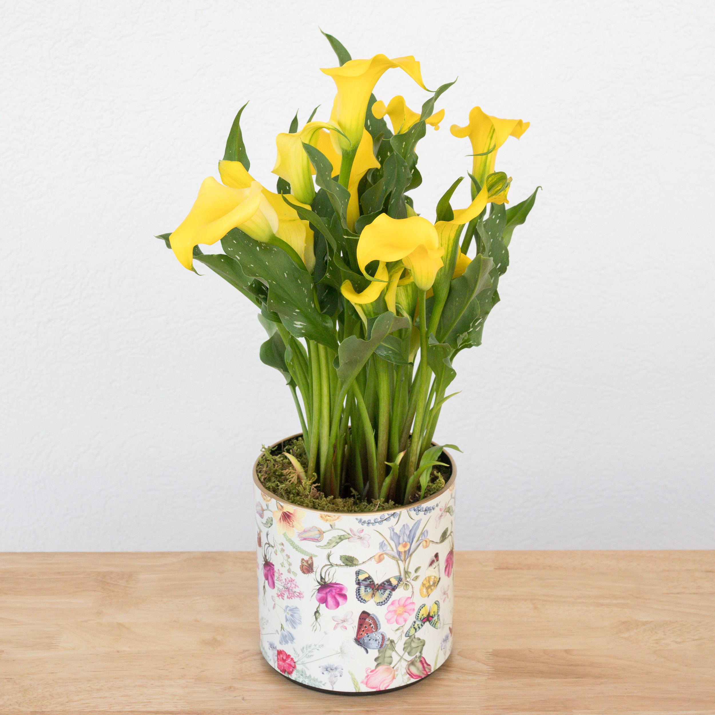 Heirloom Series: Blooming Plant in 6.5" Botanical Flight Planter