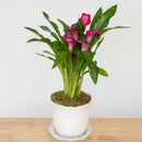 Heirloom Series: Blooming Plant in 7" Juliska Berry & Thread Planter