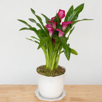 Heirloom Series: Blooming Plant in 7" Juliska Berry & Thread Planter