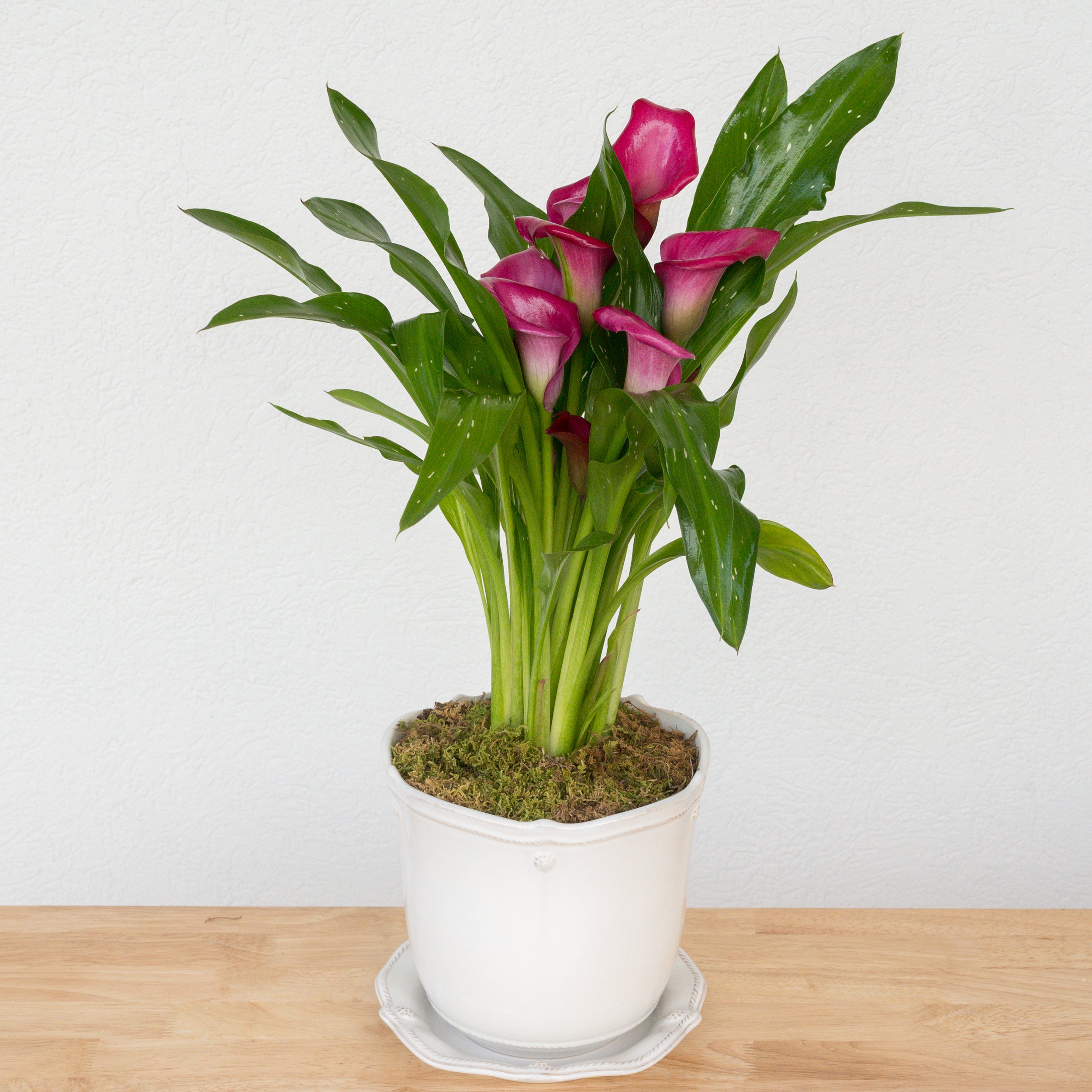 Heirloom Series: Blooming Plant in 7" Juliska Berry & Thread Planter