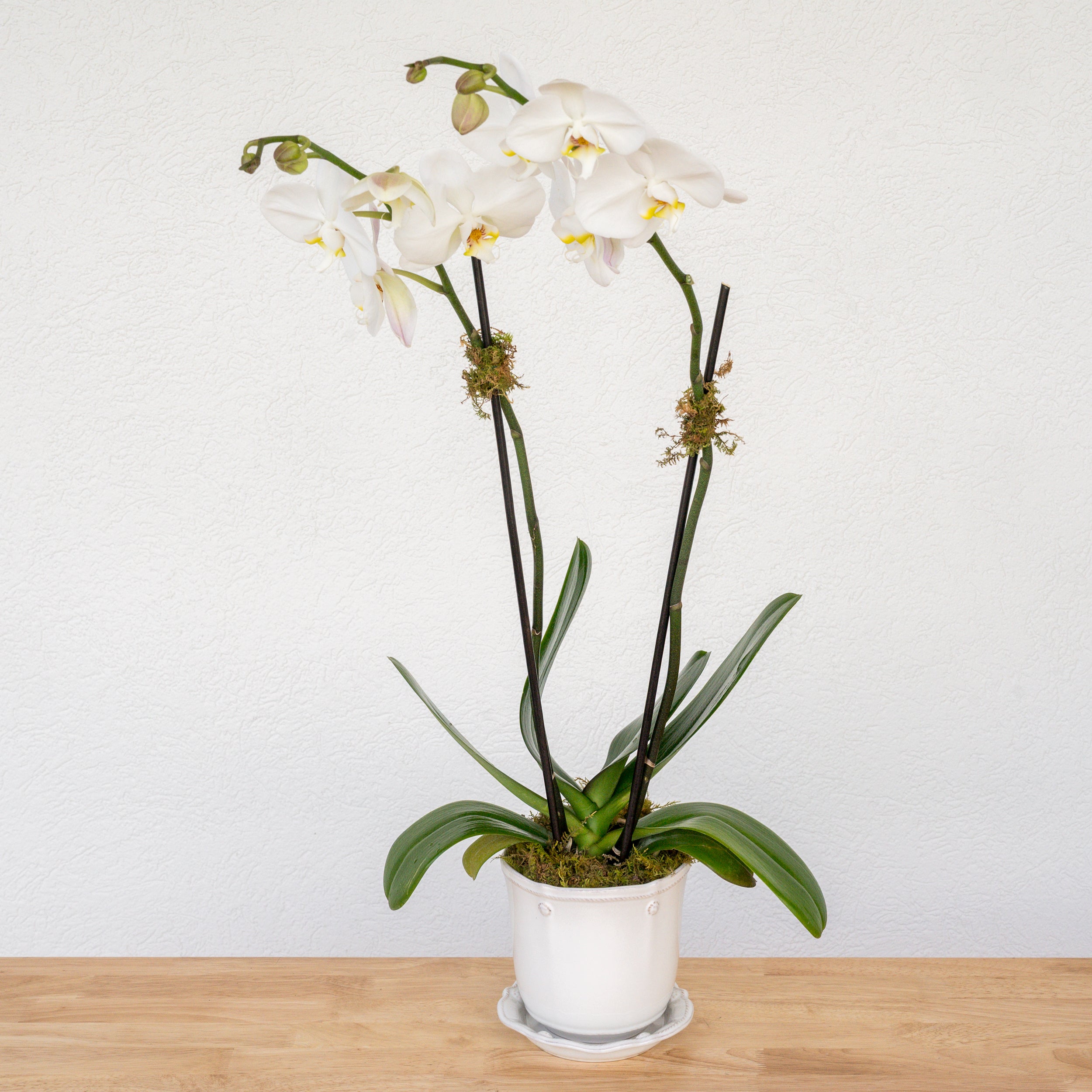 Heirloom Series: Blooming Plant in 5" Juliska Berry & Thread Planter