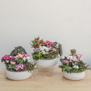 Valentine's Day Garden