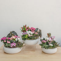 Valentine's Day Garden