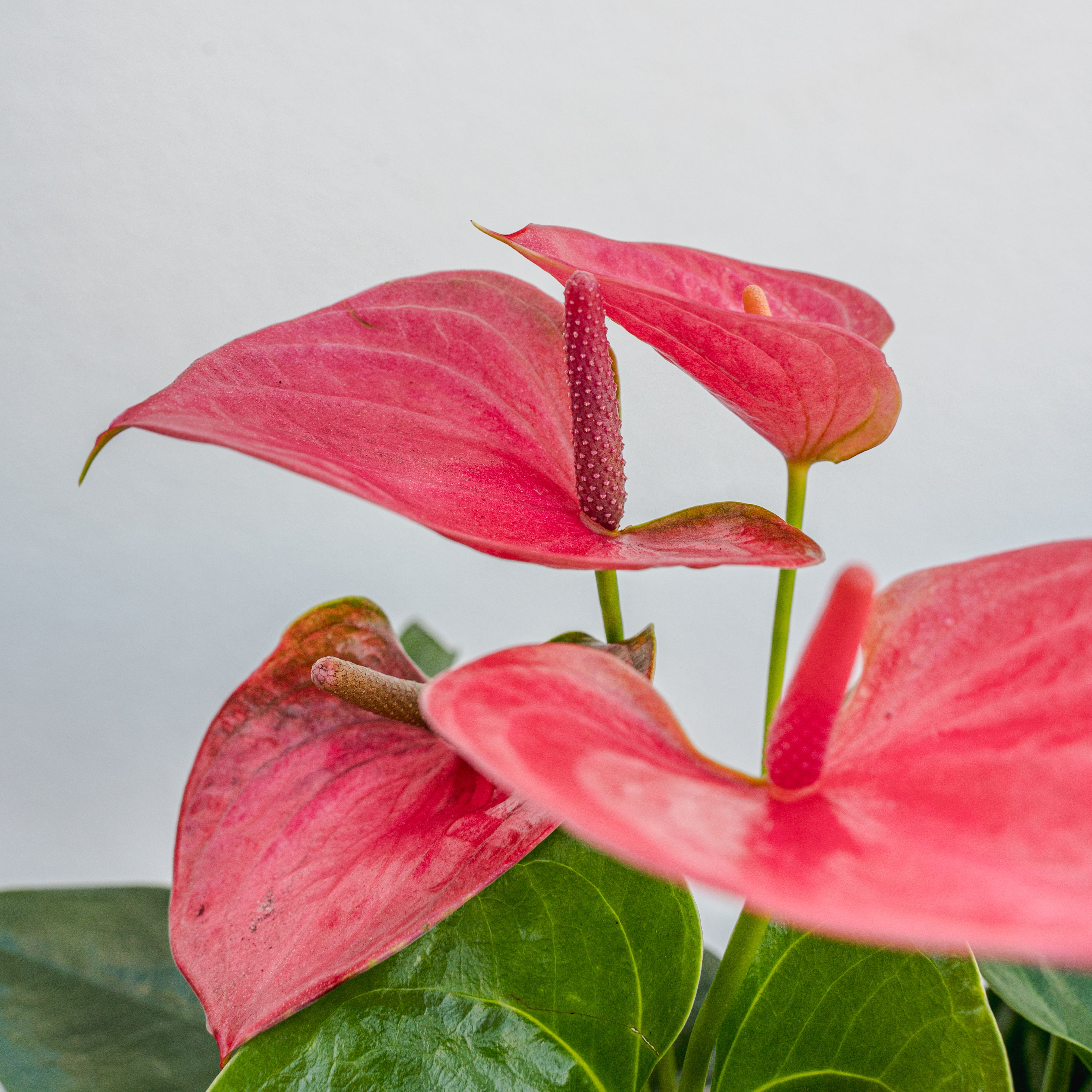 Anthurium 6"
