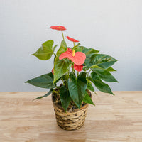Anthurium 6"