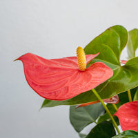 Anthurium 6"