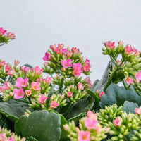 Valentine's Day Kalanchoe Double Basket