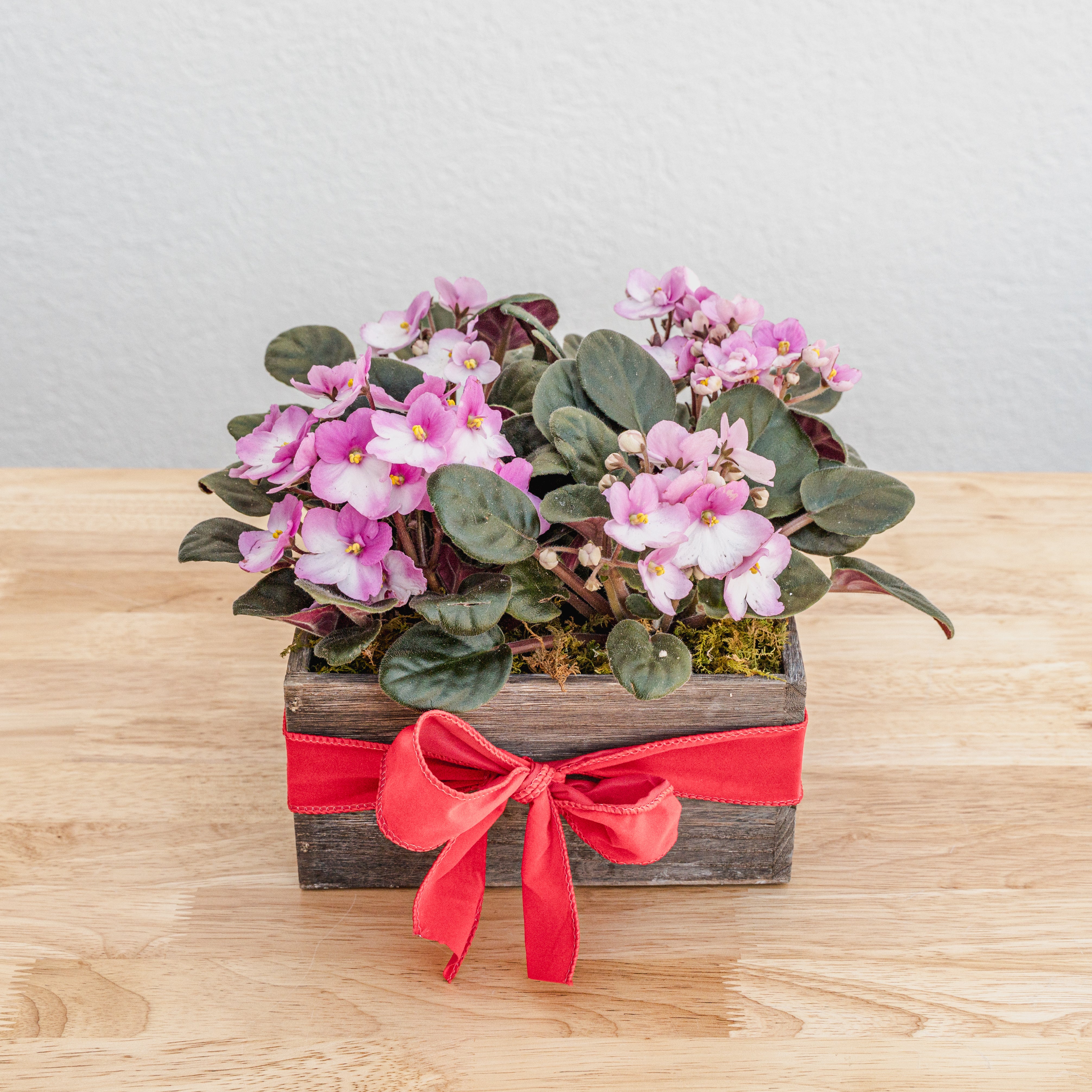 African Violet Box