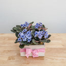 African Violet Box