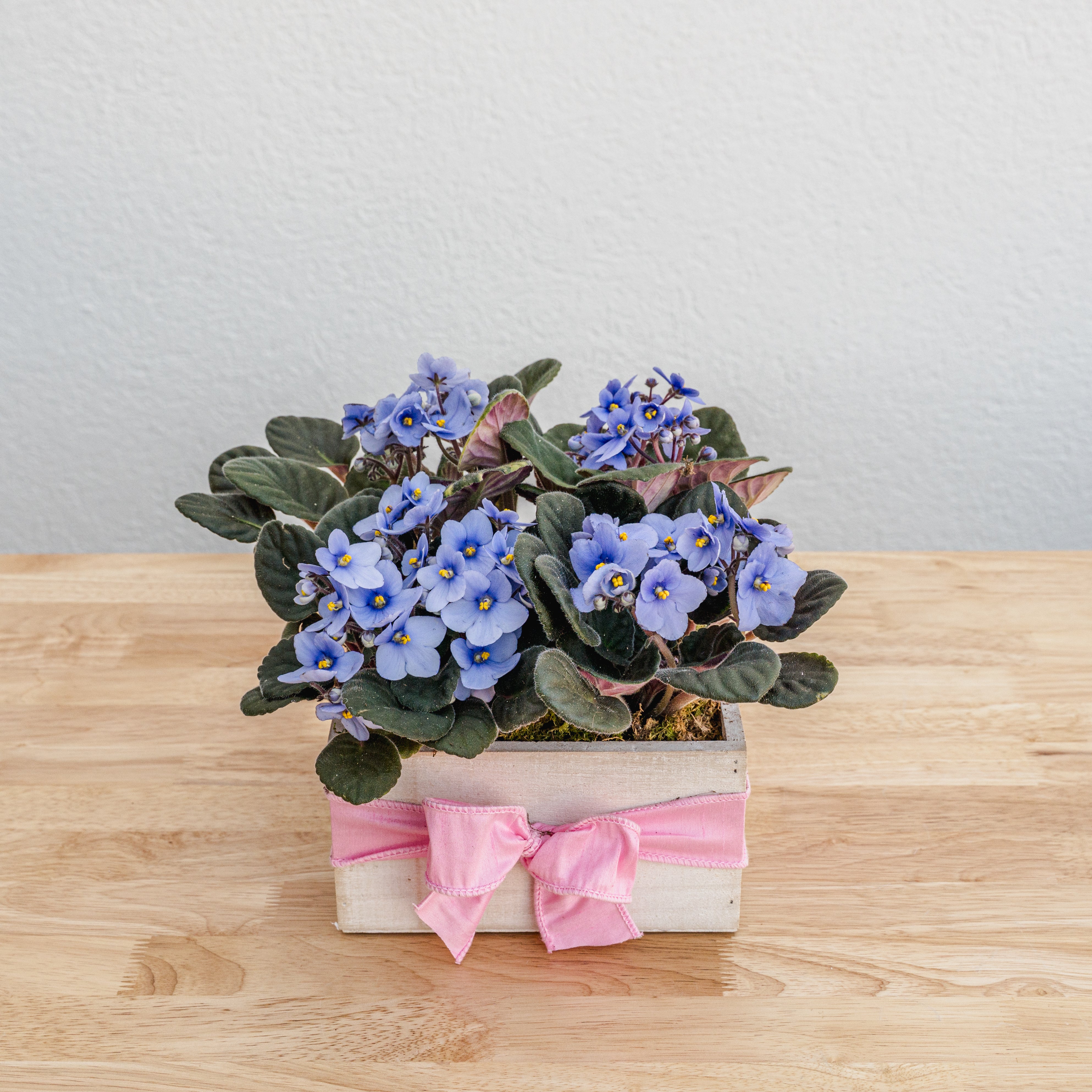 African Violet Box