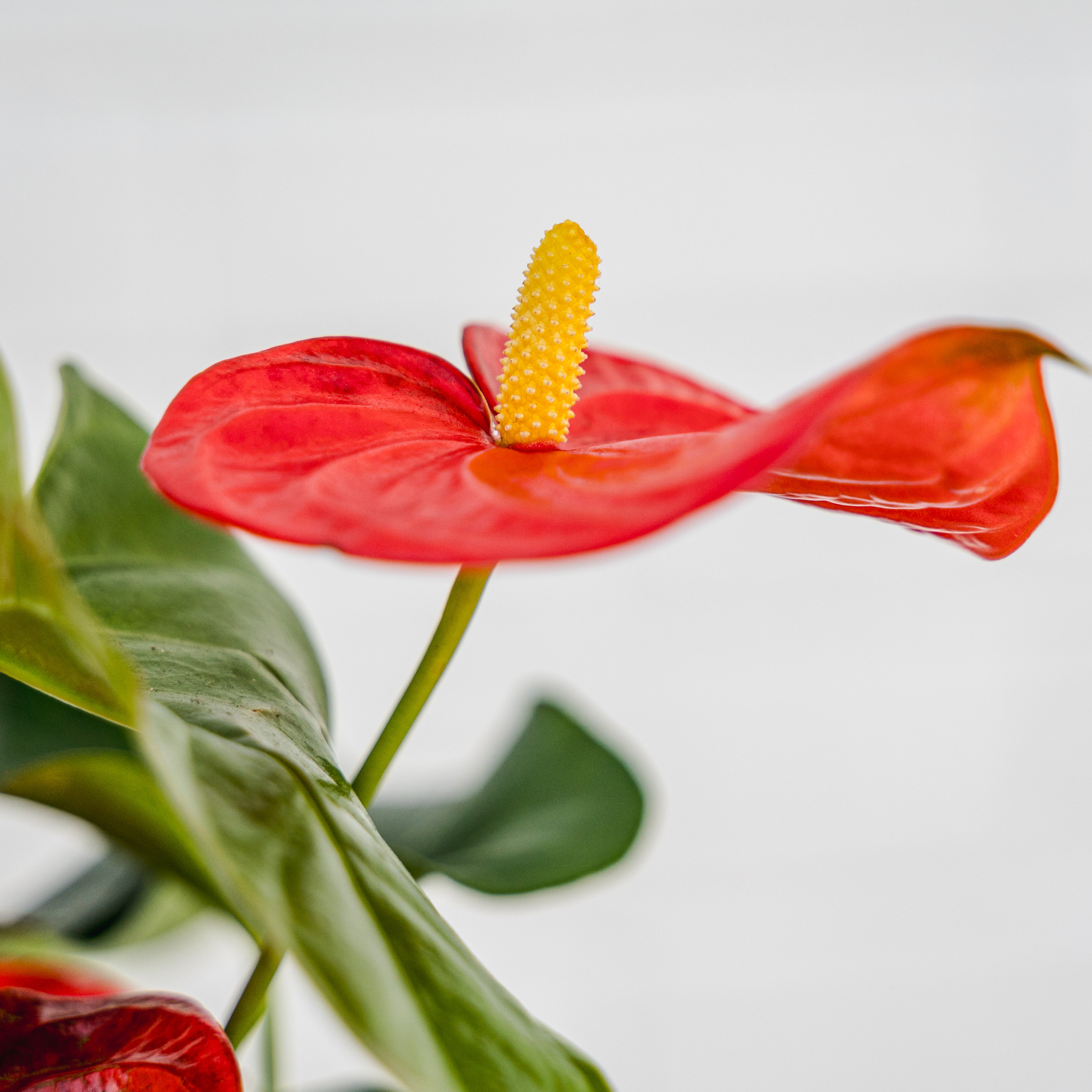 Anthurium 6"