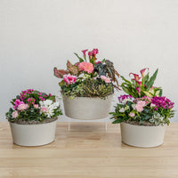 Valentine's Day Garden