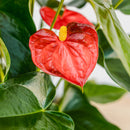 Anthurium 6"