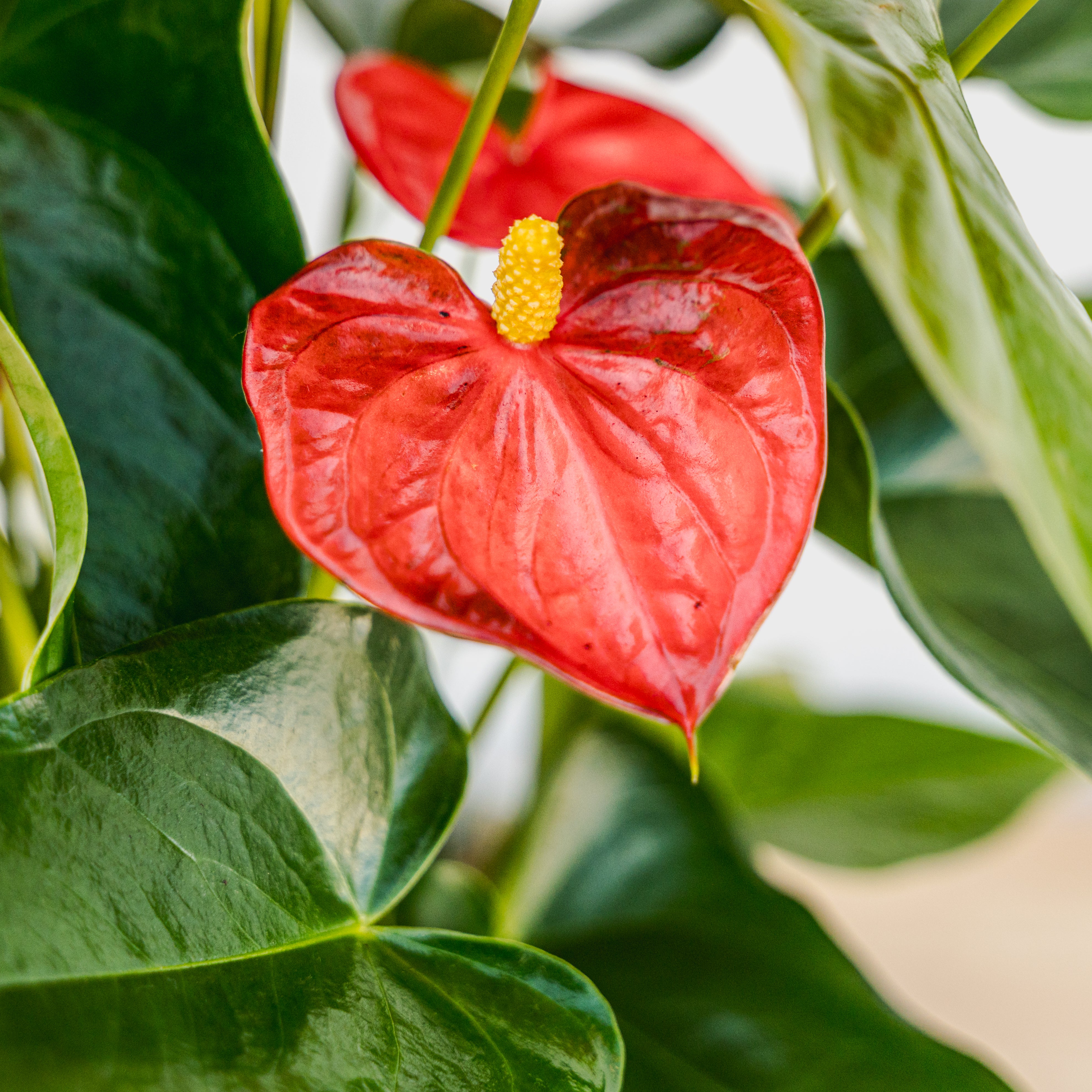 Anthurium 6"