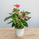 Anthurium 6"