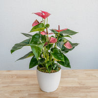 Anthurium 6"