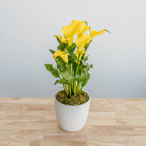 yellow calla lily plant care Calla Lily 6"