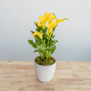 Calla Lily 6"