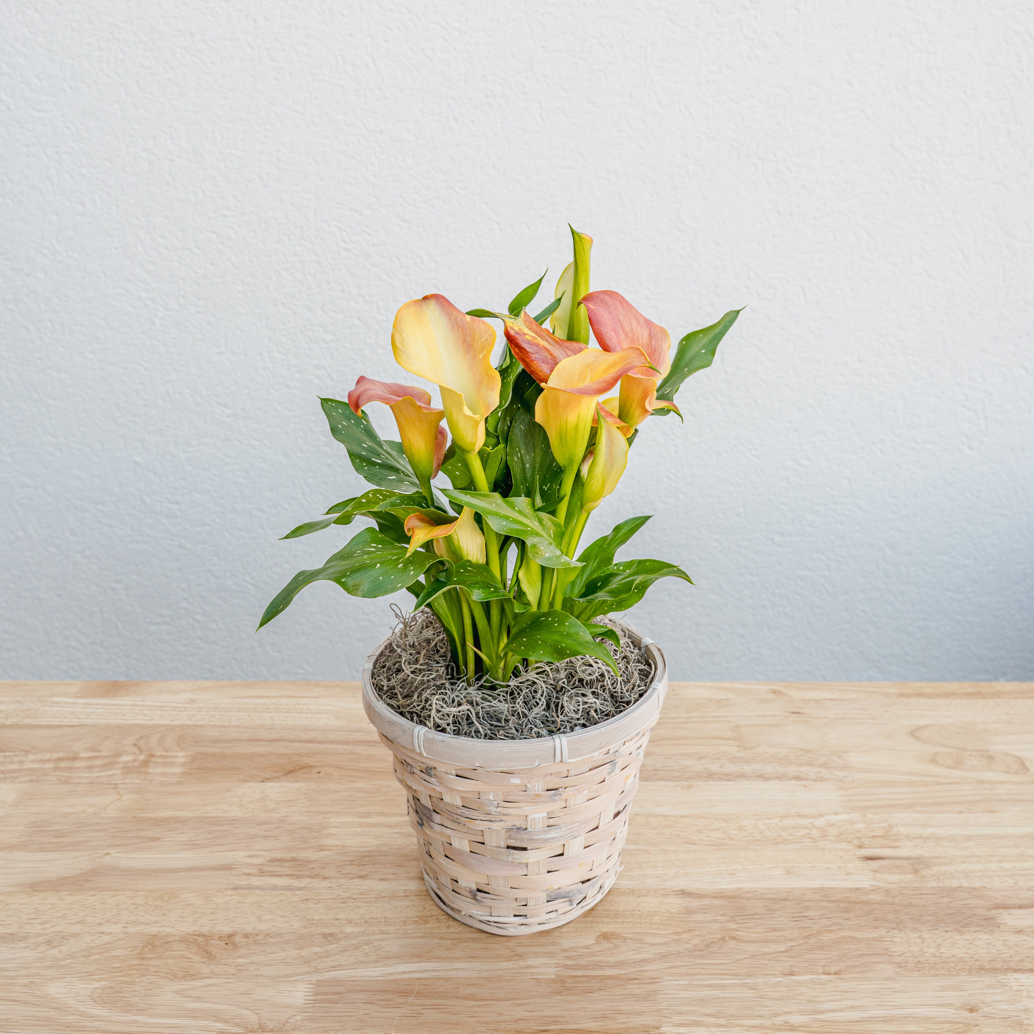 calla lily pot plant care Calla Lily 6"
