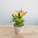 Calla Lily 6"