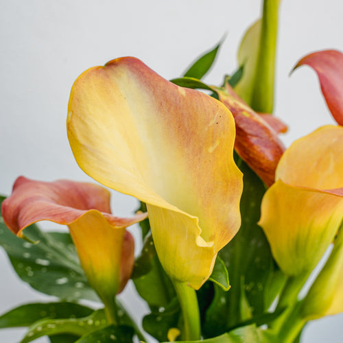 Calla Lily 6"