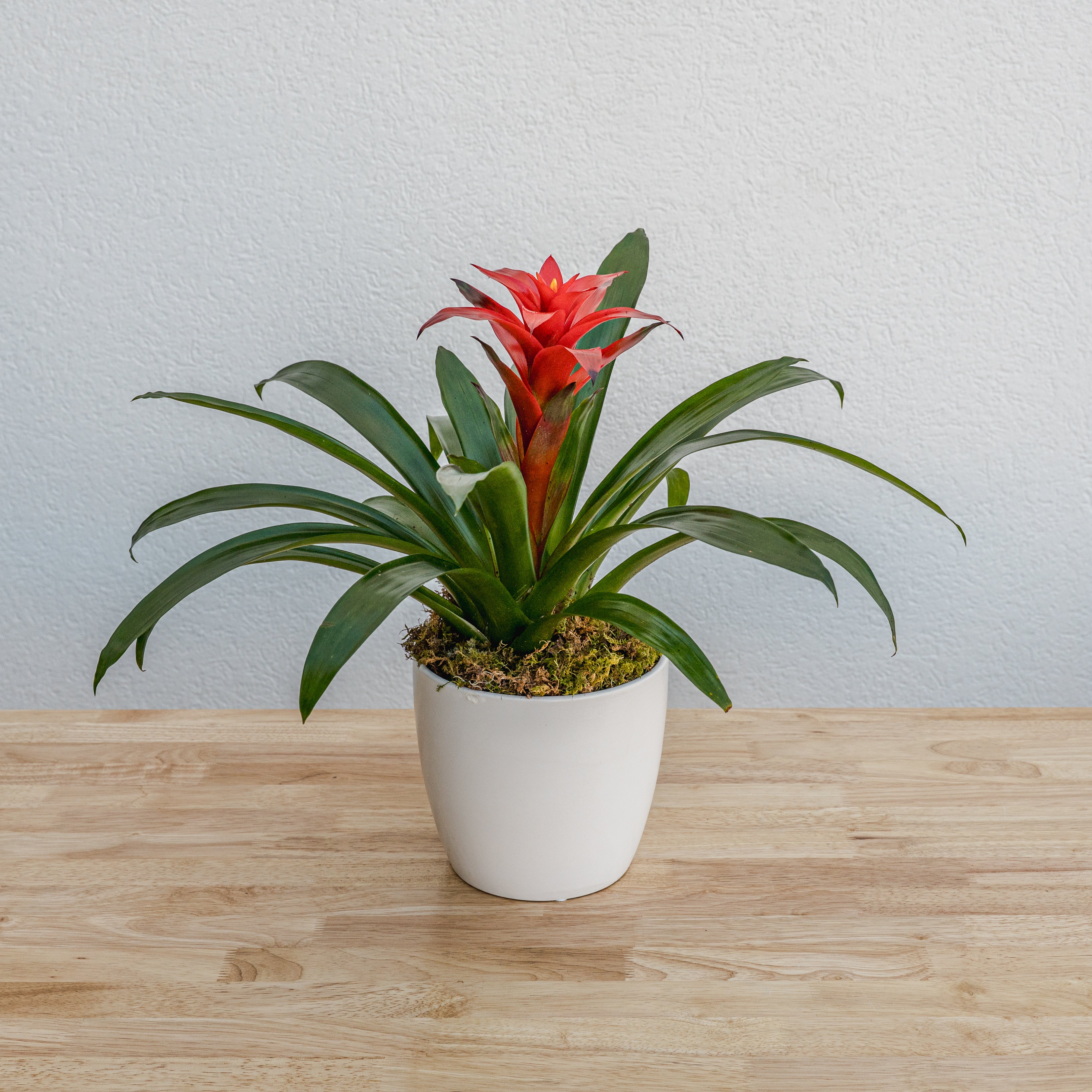 house plant bromeliad Bromeliad 6" – Tipton & Hurst