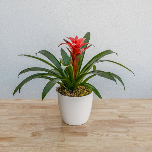 succulent bromeliad Bromeliad 6" – Tipton & Hurst