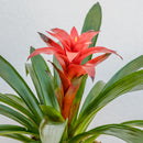 Bromeliad 6"