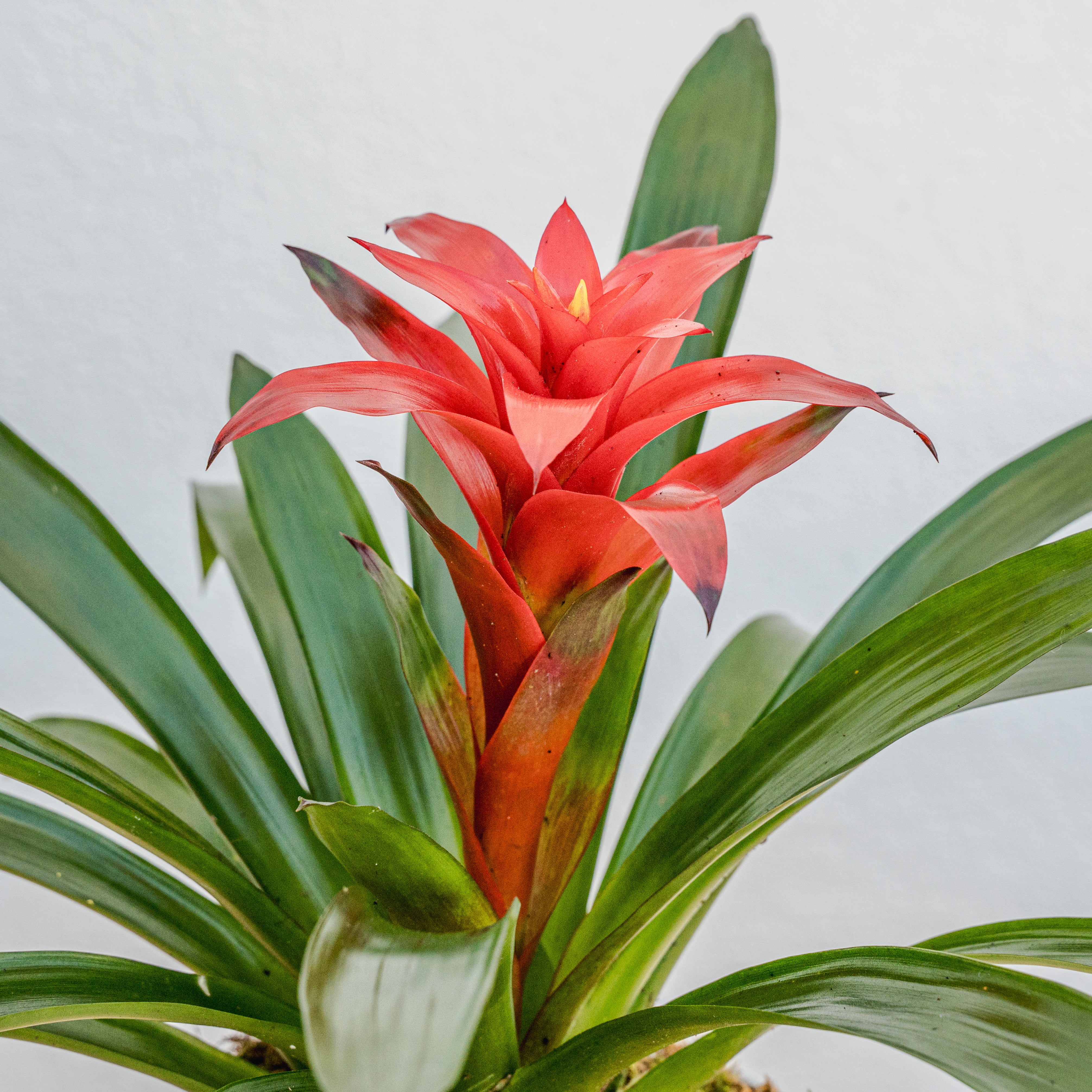 Bromeliad 6"
