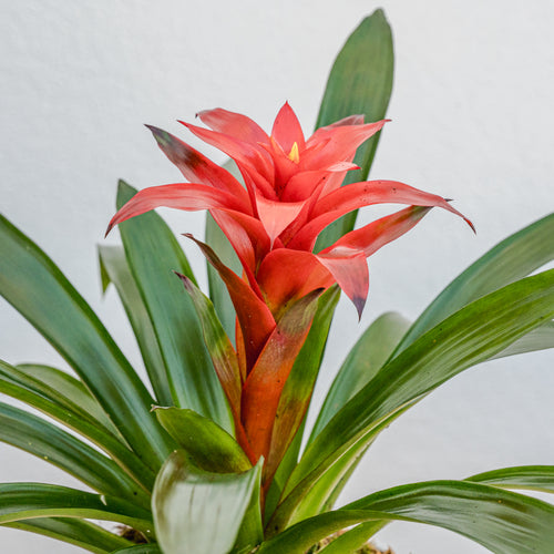 Bromeliad 6"