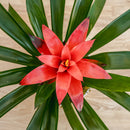 Bromeliad 6"