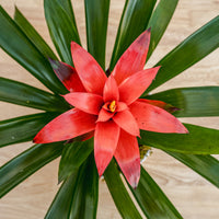 Bromeliad 6"