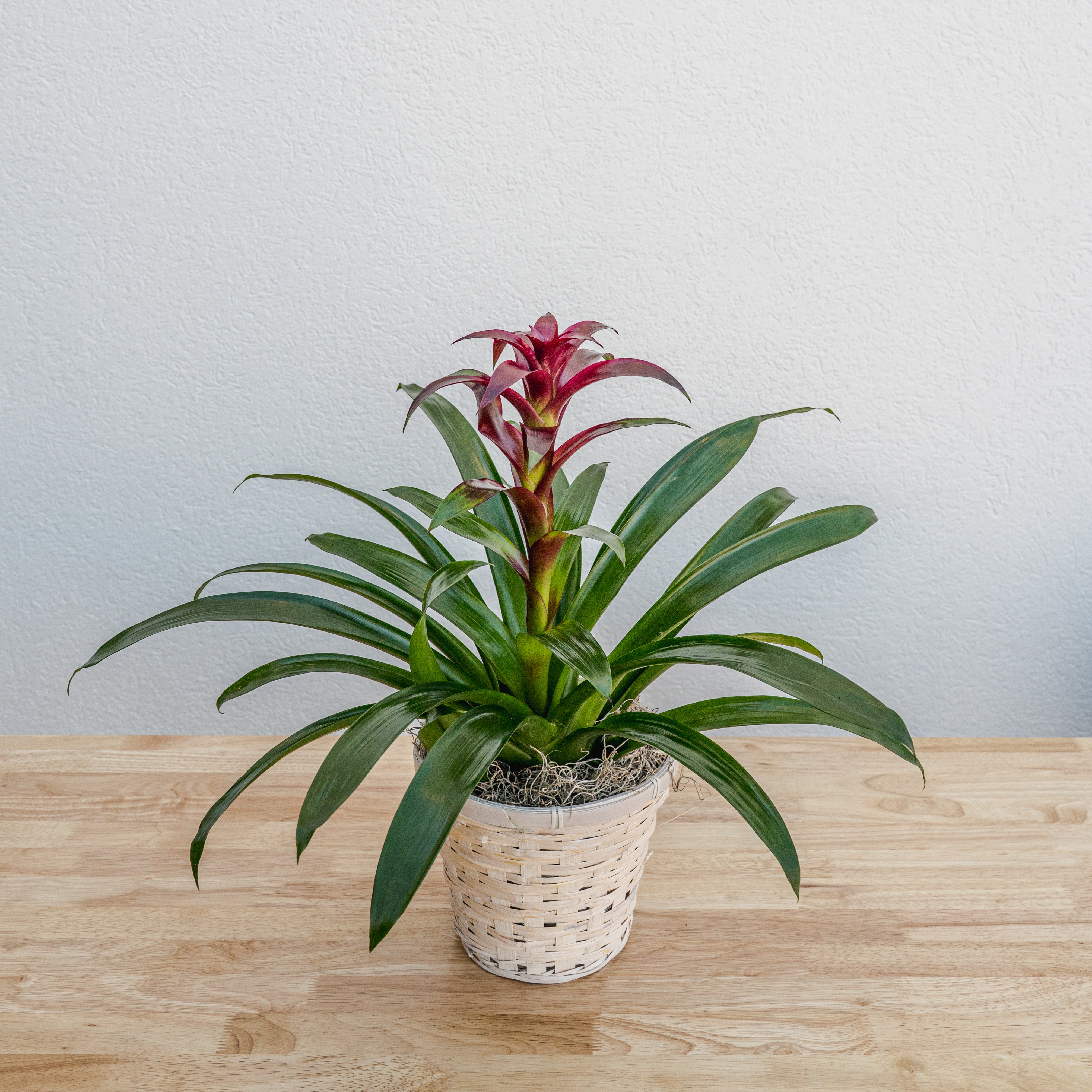 is a bromeliad an indoor plant Bromeliad 6" – Tipton & Hurst