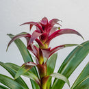 Bromeliad 6"
