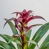 Bromeliad 6"
