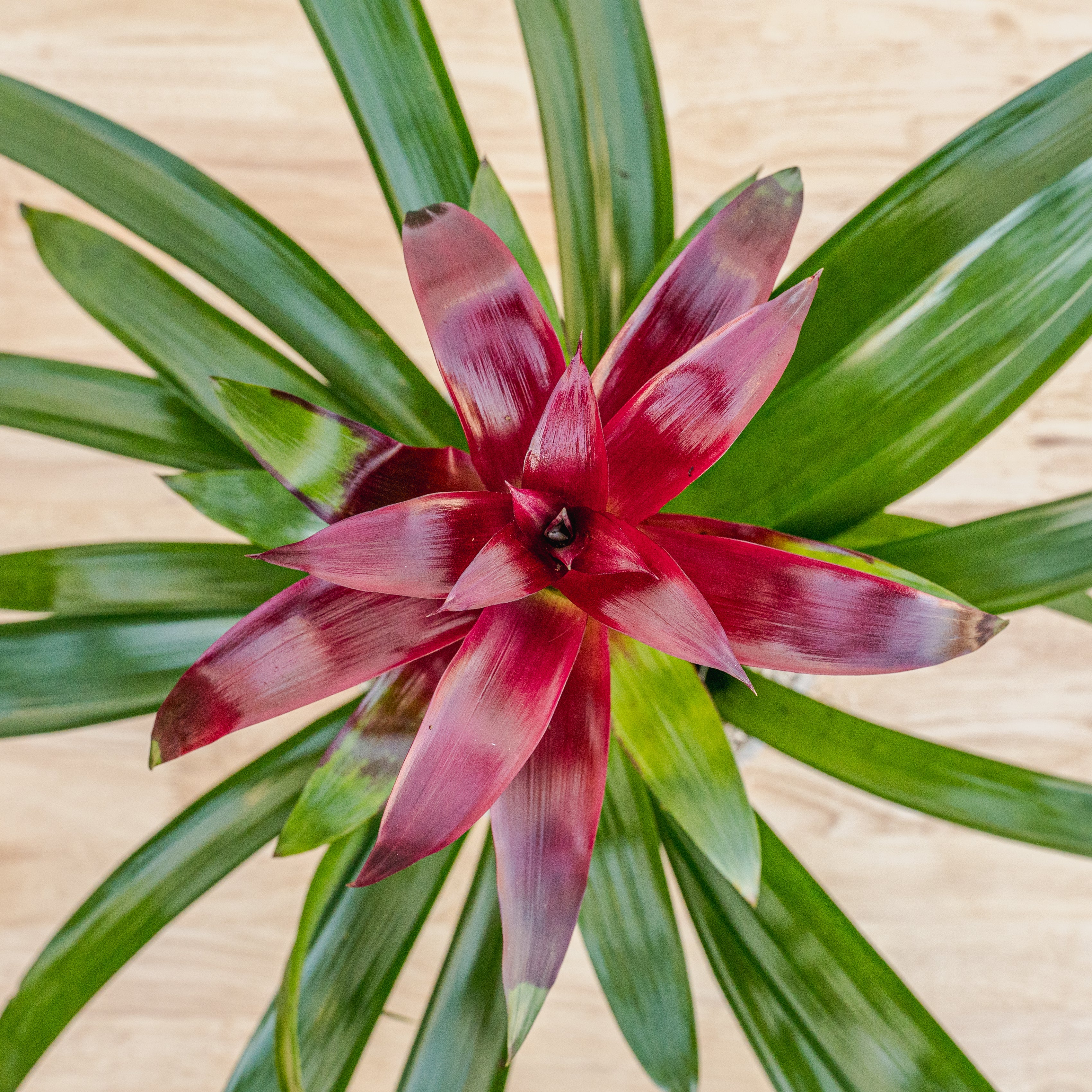 Bromeliad 6"