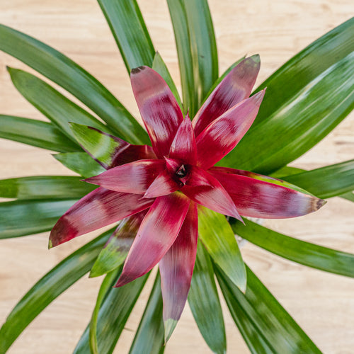 Bromeliad 6"