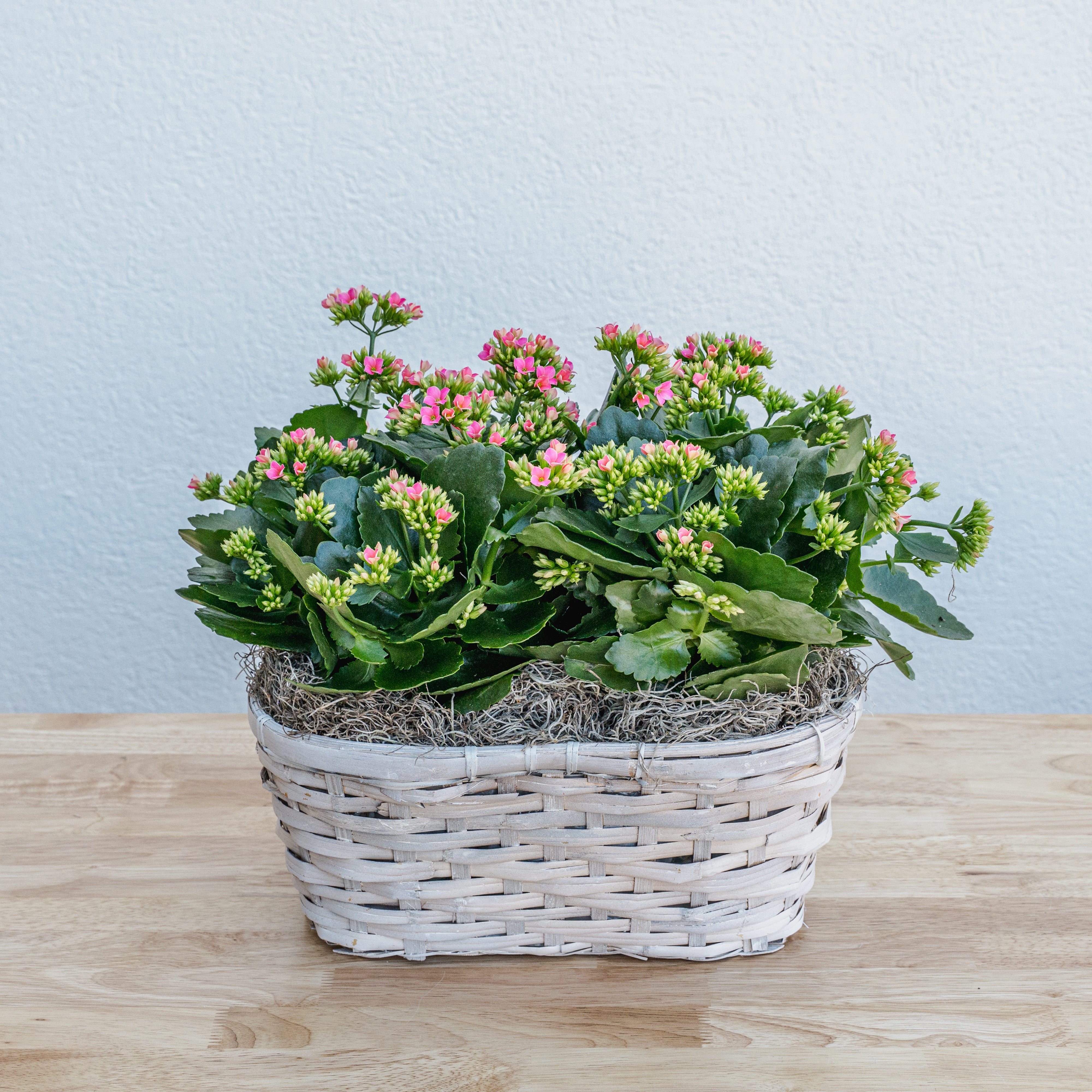 Valentine's Day Kalanchoe Double Basket