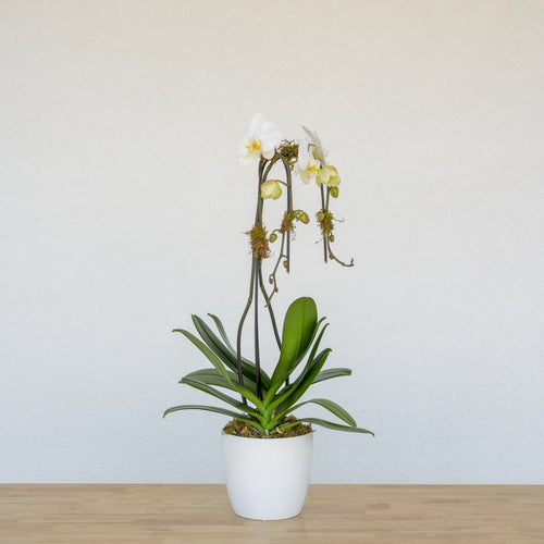 Waterfall Orchid - Double