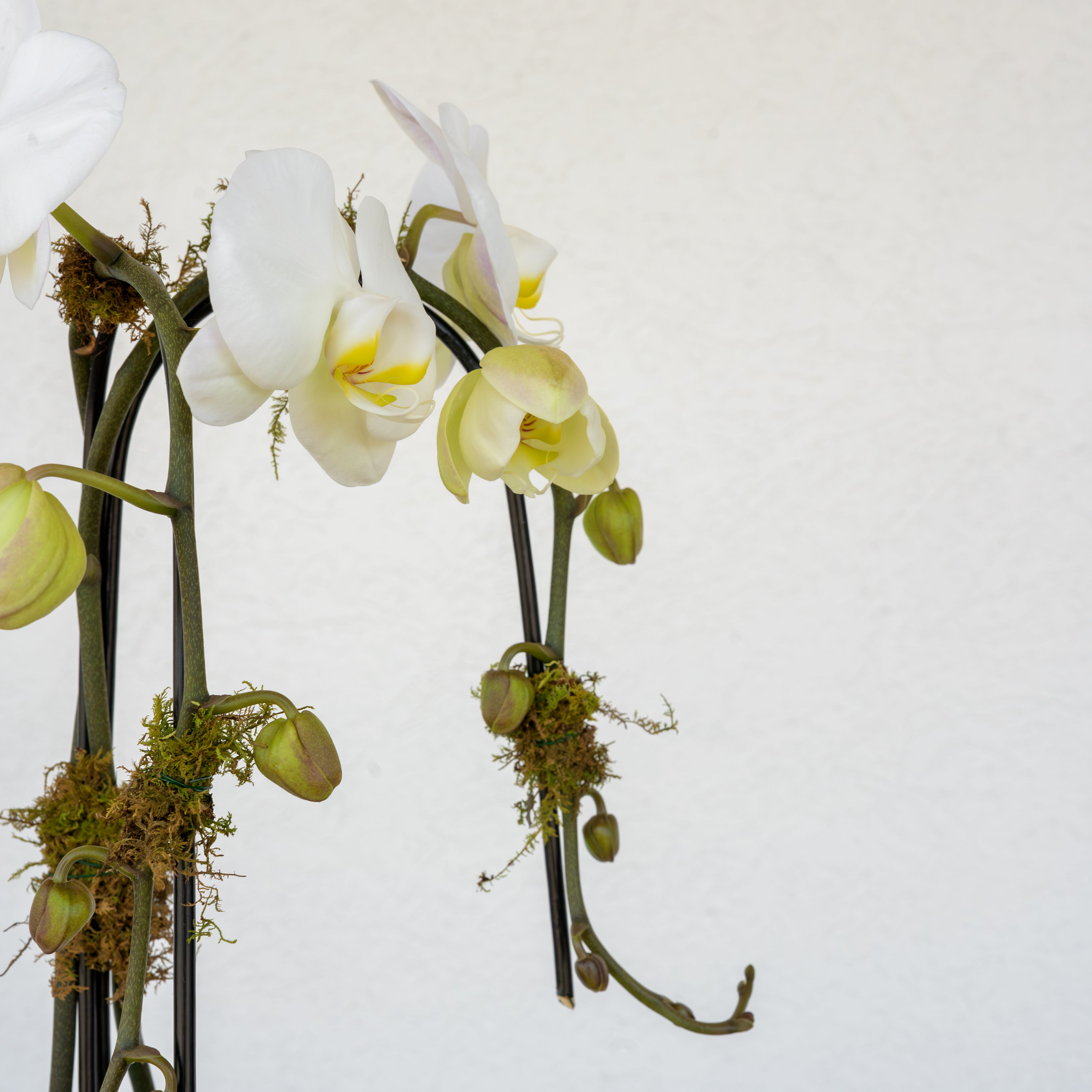 Waterfall Orchid - Double