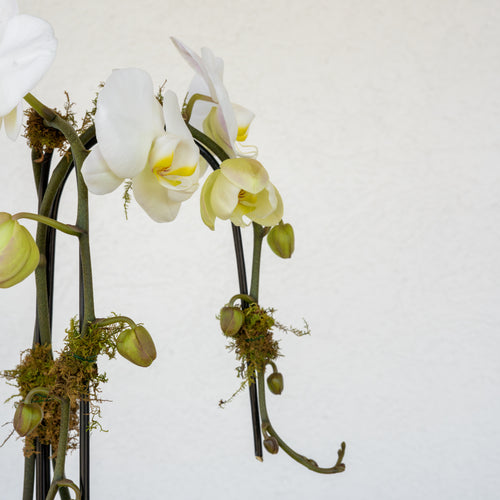 Waterfall Orchid - Double